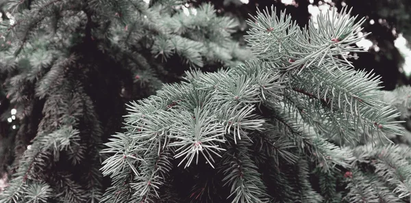 Vacker Grön Gran Träd Konsistens Konst Design Inredning För Semester — Stockfoto