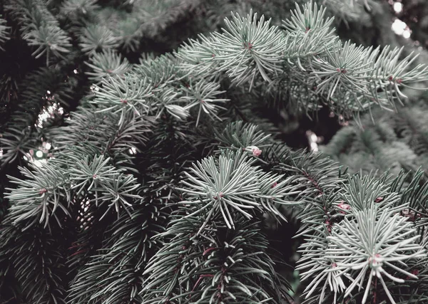 Vacker Grön Gran Träd Konsistens Konst Design Inredning För Semester — Stockfoto