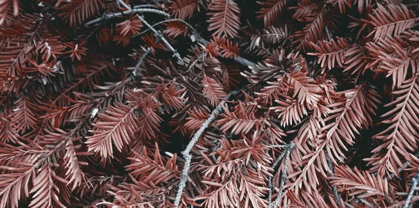 Гарна Текстура Зеленого Дерева Художній Декор Святкового Фону Фон Природи — стокове фото