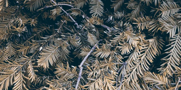 Гарна Текстура Зеленого Дерева Художній Декор Святкового Фону Фон Природи — стокове фото