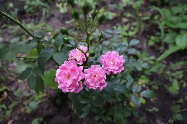 Papier Peint Floral Avec Une Nature Délicate Beau Fond Fleur — Photo