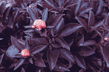 Romantik çiçekli güzel doğa manzaralı bir fon. Şakayık arka planı