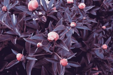 Afiş konsepti için güzel narin şakayıklar çiçek açar. Romantik doğa