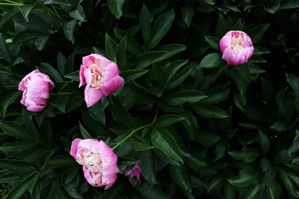 Цветочные Обои Деликатной Природой Цветочный Фон Саду — стоковое фото