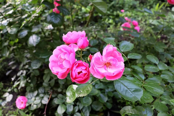 Bela Natureza Cenário Cênico Com Flor Romântica Fundo Abstrato Com — Fotografia de Stock