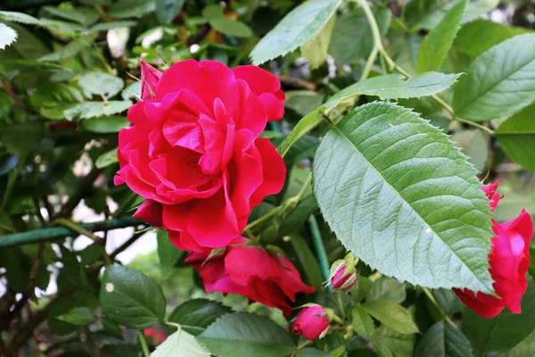 精致的植物壁纸 花园中美丽的花朵背景 — 图库照片