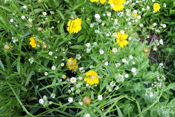 Beau Jardin Avec Des Fleurs Camomilles Colorées Nature Romantique Fond — Photo