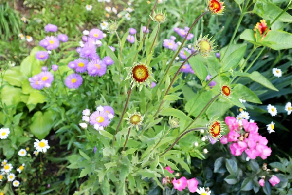 Beau Jardin Avec Des Fleurs Colorées Délicat Fond Pittoresque Nature — Photo
