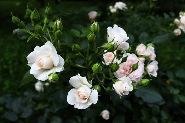 Красивые нежные цветы в темном романтическом саду. Фон природы с растениями