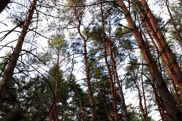 Όμορφη Καλοκαιρινή Μέρα Στο Δάσος Φυσική Γραφική Ταπετσαρία Υφή Πεύκου — Φωτογραφία Αρχείου