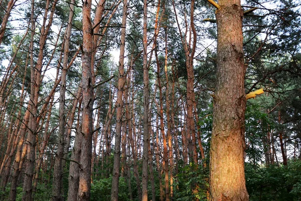 Прекрасний Літній День Лісі Природні Мальовничі Шпалери Текстура Соснових Лісів — стокове фото