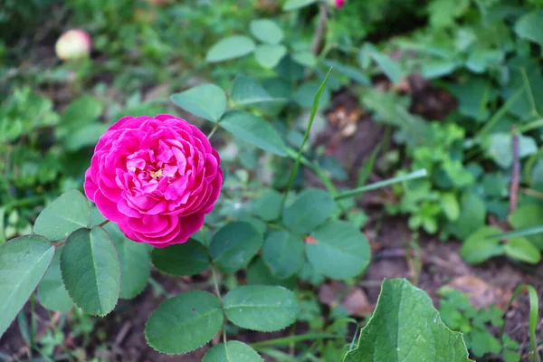 Tapeta Kwiatowa Delikatnej Naturze Piękne Tło Kwiat Ogrodzie — Zdjęcie stockowe