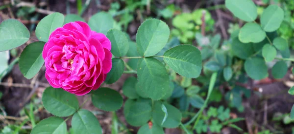 Florale Tapeten Mit Zartem Charakter Schöne Blume Hintergrund Garten — Stockfoto