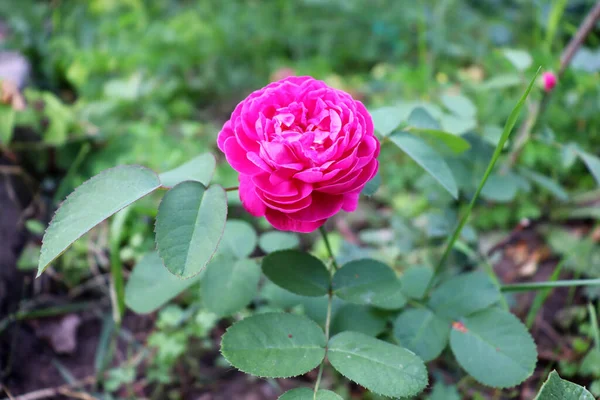 Blommig Tapet Med Delikat Natur Vacker Blomma Bakgrund Trädgården — Stockfoto