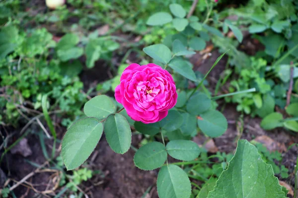 Tapeta Kwiatowa Delikatnej Naturze Piękne Tło Kwiat Ogrodzie — Zdjęcie stockowe