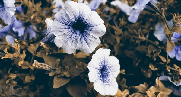 Ανθισμένα Λουλούδια Στον Κήπο Αφηρημένο Φόντο Λουλούδι Όμορφο Φυσικό Γραφικό — Φωτογραφία Αρχείου