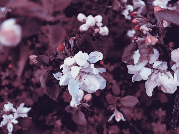 Sfondo Fiore Fiore Naturale Bella Natura Scenica Carta Parati Melo — Foto Stock