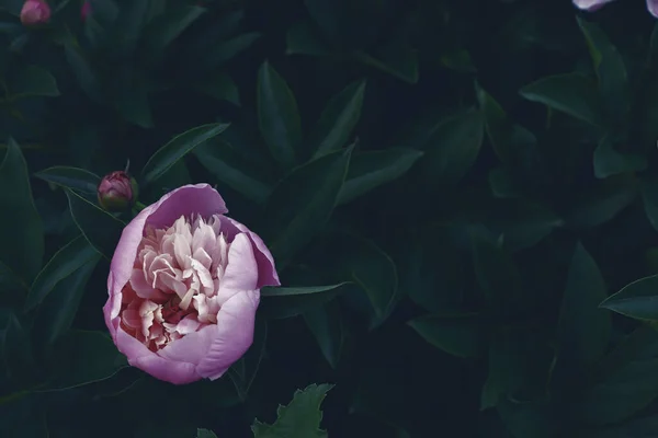 Όμορφη Φύση Γραφικό Σκηνικό Ρομαντικό Λουλούδι Άνθος Φόντο Παιώνιας — Φωτογραφία Αρχείου