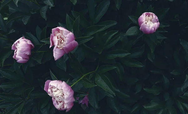 Floral Ταπετσαρία Λεπτή Φύση Όμορφο Φόντο Λουλούδι Στον Κήπο — Φωτογραφία Αρχείου