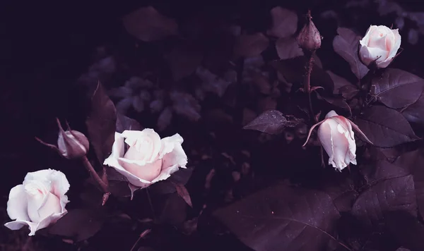 Λεπτά Λουλούδια Στον Ρομαντικό Κήπο Φόντο Φύσης Φυτά — Φωτογραφία Αρχείου