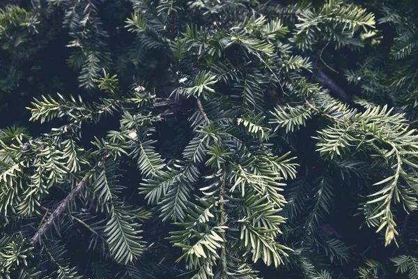 Гарна Текстура Зеленого Дерева Художній Декор Святкового Фону Природа Мальовничий — стокове фото