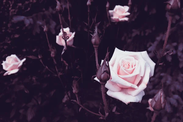 Schöne Naturkulisse Mit Romantischer Blütenblume Hintergrund Rose — Stockfoto