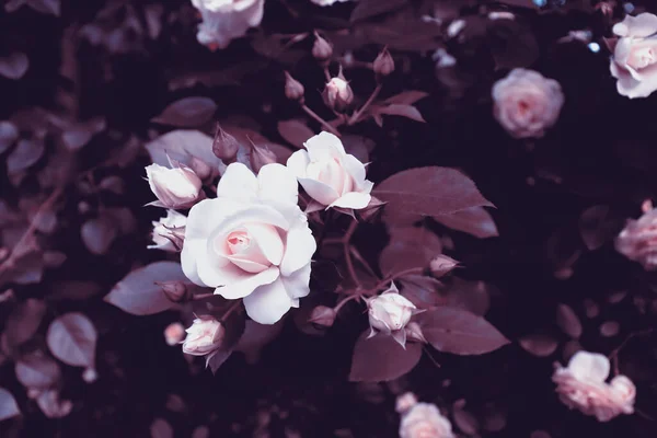 Finom Virágok Sötét Romantikus Kertben Természetvédelmi Háttér Növényekkel — Stock Fotó