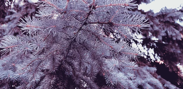 Güzel Yeşil Çam Ağacı Dokusu Tatil Geçmişi Için Sanat Tasarımı — Stok fotoğraf