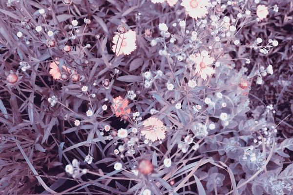 美丽的花园 开着五彩缤纷的洋菊花 浪漫的自然景观背景 — 图库照片