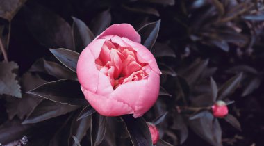 Romantik çiçekli güzel doğa manzaralı bir fon. Şakayık arka planı