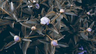Afiş konsepti için güzel narin şakayıklar çiçek açar. Romantik doğa