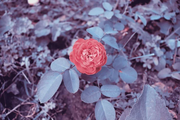 Florale Tapeten Mit Zartem Charakter Schöne Blume Hintergrund Garten — Stockfoto