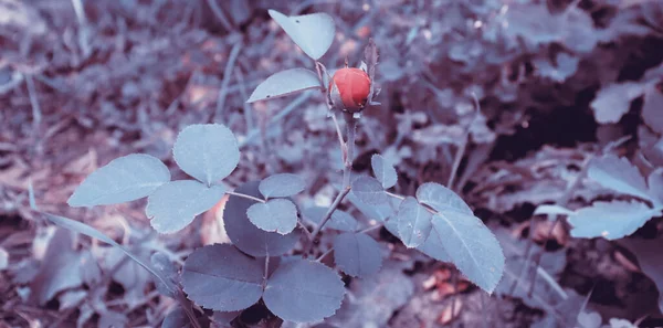 Floral Ταπετσαρία Λεπτή Φύση Όμορφο Φόντο Λουλούδι Στον Κήπο — Φωτογραφία Αρχείου