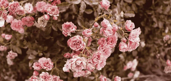 Bellissimi Fiori Rosa Delicati Cespuglio Verde Bei Fiori Sfondo — Foto Stock