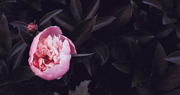 Romantik çiçekli güzel doğa manzaralı bir fon. Şakayık arka planı