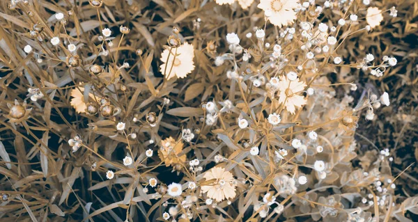 Schöner Garten Mit Bunten Kamillenblüten Romantische Natur Landschaftlicher Hintergrund — Stockfoto