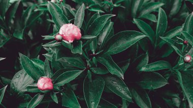 Romantik çiçekli güzel doğa manzaralı bir fon. Şakayık arka planı