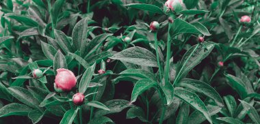 Çiçek pankartı, çiçek örtüsü ya da buketli başlık. Yeşil arka planda çiçek şakayıkları