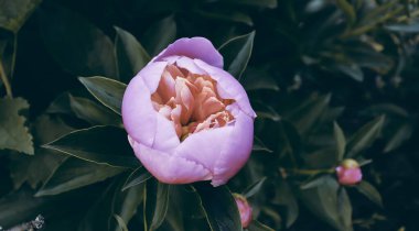 Romantik çiçekli güzel doğa manzaralı bir fon. Şakayık arka planı