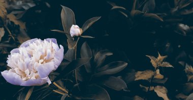 Hassas doğası olan çiçek duvar kâğıdı. Bahçedeki güzel çiçek arkaplanı