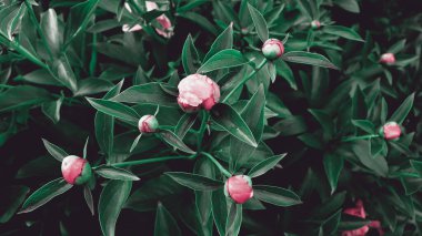 Afiş konsepti için güzel narin şakayıklar çiçek açar. Romantik doğa