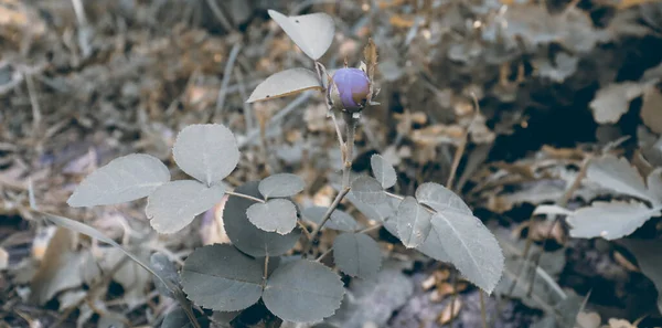 Квіткові Шпалери Тонкою Природою Красивий Квітковий Фон Саду — стокове фото