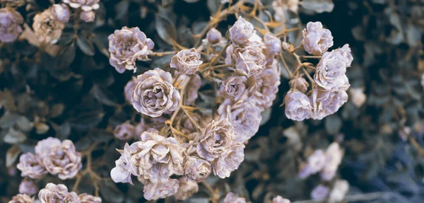 Krásné Jemné Růžové Květy Zeleném Keři Krásné Květiny Pozadí — Stock fotografie
