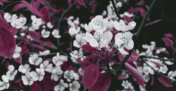 Φυσικό Λουλούδι Λουλούδι Φόντο Όμορφη Φύση Ταπετσαρία Για Την Έννοια — Φωτογραφία Αρχείου