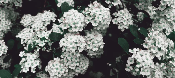 Flores Brancas Bonitas Flor Fundo Bosque Flores Papel Parede — Fotografia de Stock