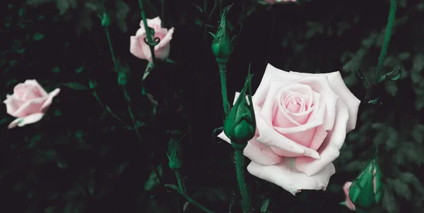 Piękne Krajobrazowe Tło Natury Romantycznym Kwiatem Tło Róży — Zdjęcie stockowe