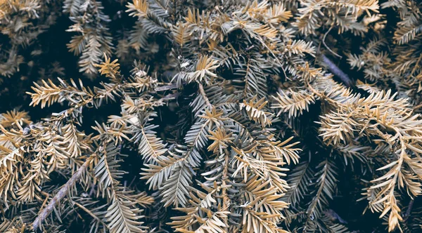 美しい緑の木の質感 休日の背景のためのアートデザインの装飾 自然景観の背景 — ストック写真