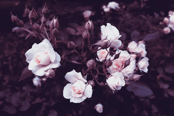 Hermosas Flores Delicadas Jardín Romántico Oscuro Fondo Naturaleza Con Plantas — Foto de Stock