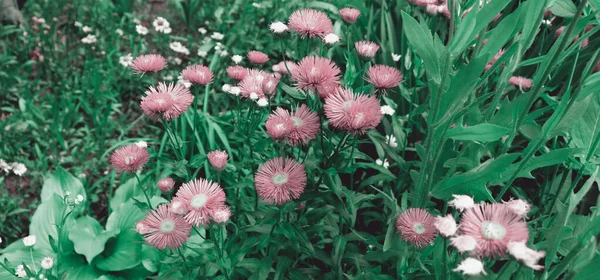 Belles Fleurs Délicates Dans Jardin Romantique Fond Naturel Avec Des — Photo