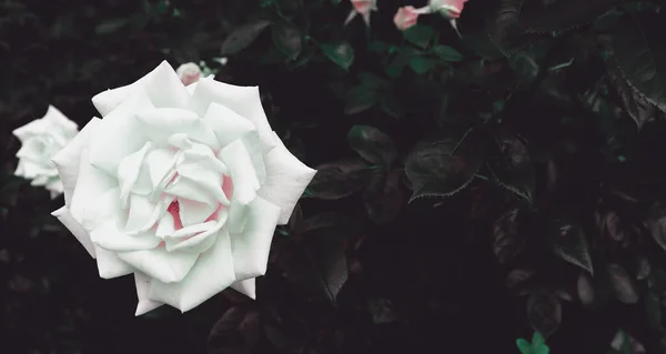 Bella Natura Scenico Sfondo Con Fiori Romantici Rosa Sfondo — Foto Stock